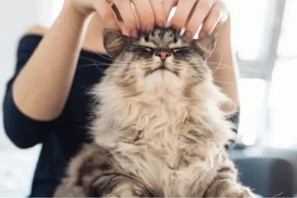 Perché i gatti sono tra gli animali più affettuosi e amorevoli del mondo