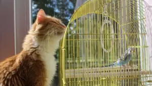 Convivenza in casa tra gatti e uccellini o pesciolini: è possibile?