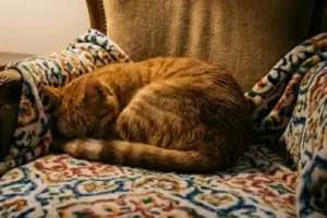 Come riconoscere in tempo i segnali di malessere negli animali