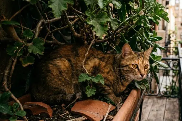 Cosa fare se il gatto cerca posti nascosti e non risponde ai richiami