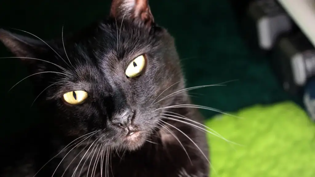 Superstizioni e credenze: sfatare i falsi miti storici legati al mondo animale