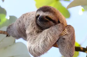 Gli animali più pigri del pianeta: quando il riposo è una strategia di sopravvivenza