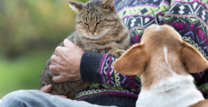 Gli animali più gelosi del mondo: possessività e attaccamento negli animali domestici