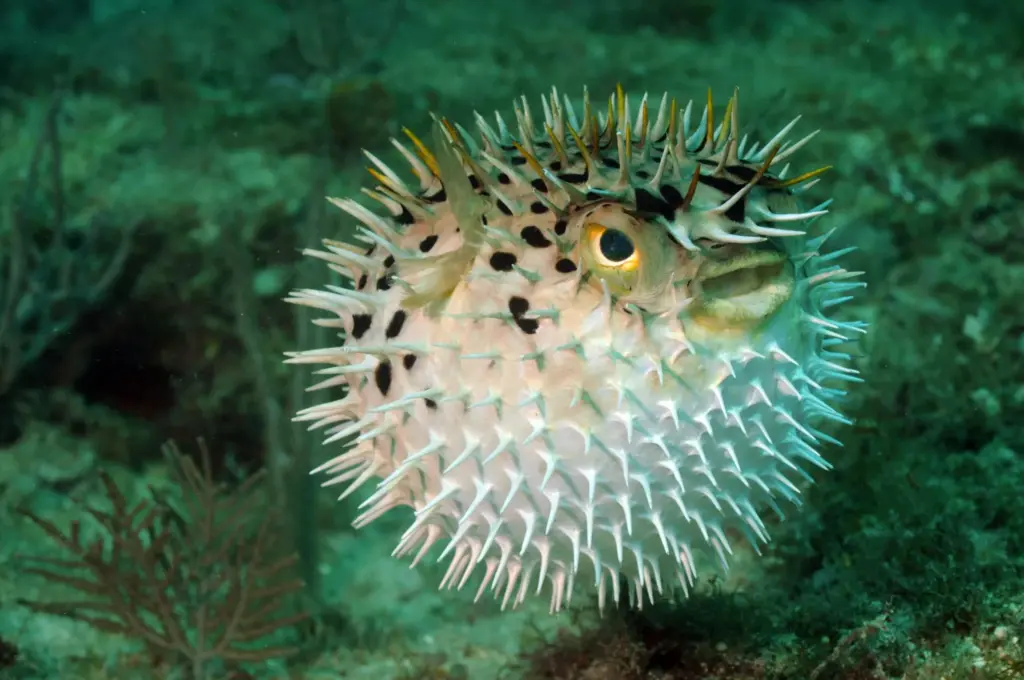 Scopri quali sono gli animali con i “superpoteri” naturali