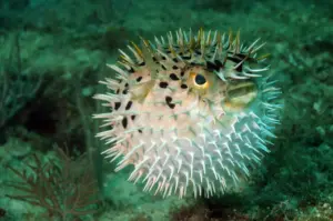 Scopri quali sono gli animali con i “superpoteri” naturali