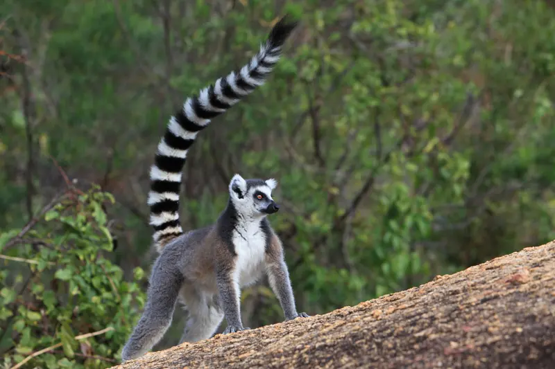 I luoghi del mondo dove vivono animali unici