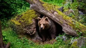 I segreti biologici degli animali “lenti”: orsi, ghiri e altri maestri del risparmio energetico