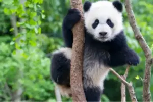 Giornata Mondiale del Panda: la conservazione di una specie unica