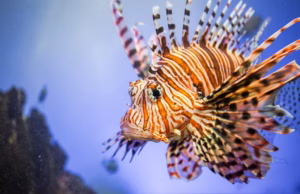 Gli animali più velenosi del mare italiano: cosa sapere e dove si trovano