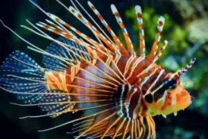 Pesce scorpione avvistato in Sicilia: cresce l’allarme per la specie invasiva