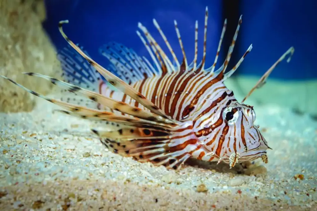 Le creature marine più spaventose del Mediterraneo
