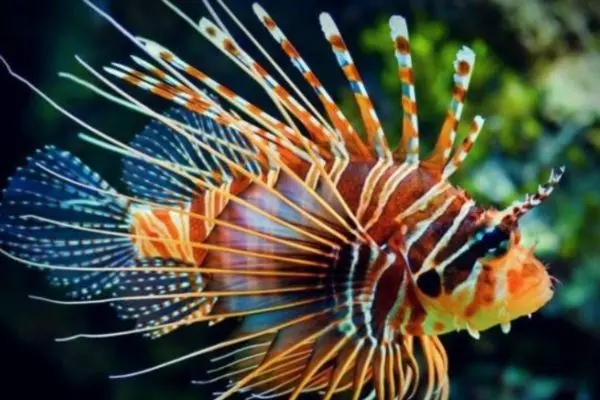 Pesce scorpione avvistato in Sicilia: cresce l’allarme per la specie invasiva
