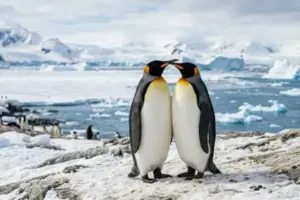 Quali sono gli animali monogami e come si comportano