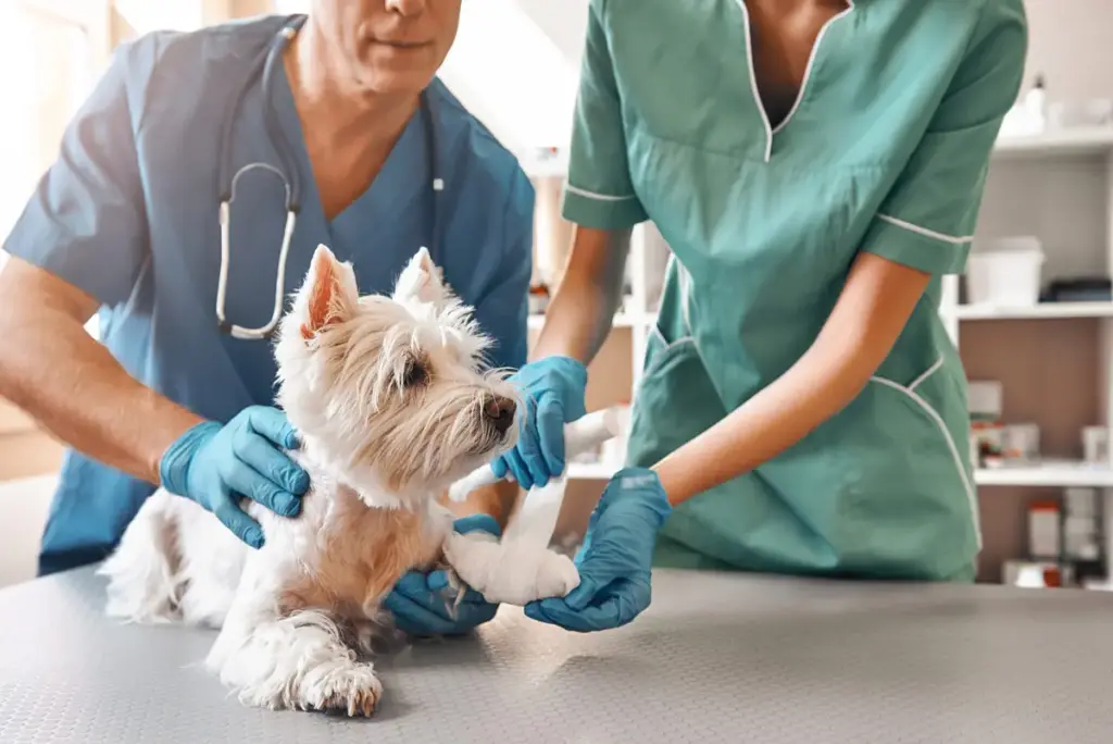 Primo soccorso per pet: cosa fare in caso di emergenza