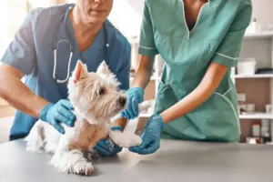 Primo soccorso per pet: cosa fare in caso di emergenza