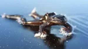 Gli animali che sopravvivono congelati: come fanno a “tornare in vita”