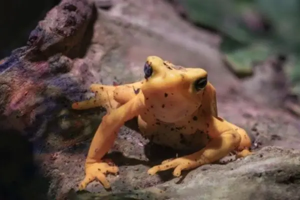 La rana dorata torna in natura dopo 15 anni: il progetto per salvare la specie dal fungo killer