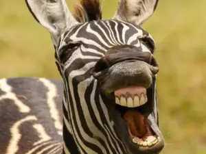 Gli animali che ridono: quali sono e perché lo fanno