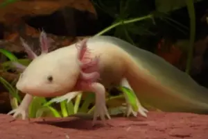 Salamandre e rigenerazione: la sorprendente capacità di ricostruire organi complessi