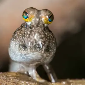 I pesci che camminano fuori dall’acqua: le specie più incredibili del pianeta