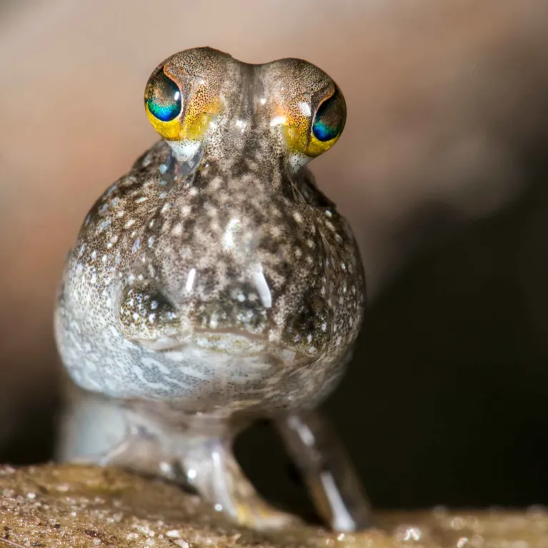 I pesci che camminano fuori dall’acqua: le specie più incredibili del pianeta