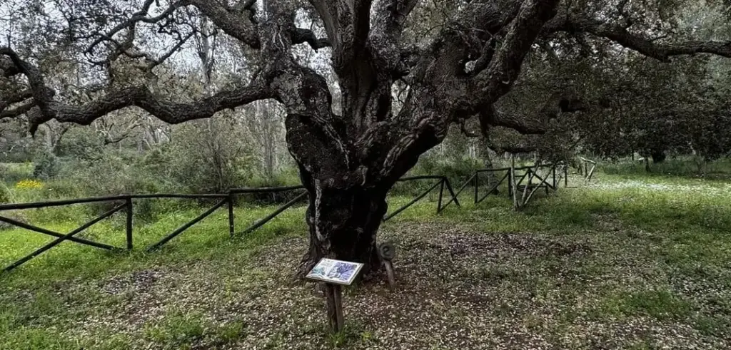 A Santa Croce Camerina nasce la “Scuola di Petra”: apprendere immersi nella natura