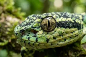 Perché alcuni animali vedono colori che noi non possiamo immaginare