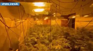 Serra domestica di marijuana scoperta a Carini: arrestato un 19enne