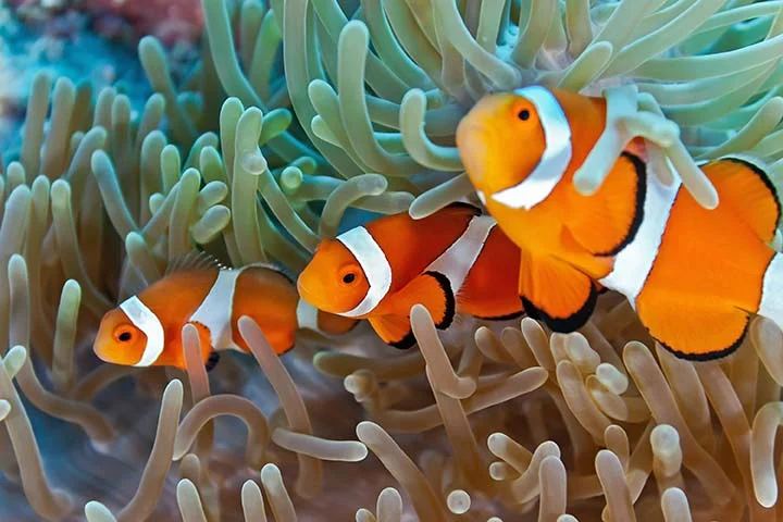 Animali che cambiano sesso durante la vita: quando il genere non è fisso