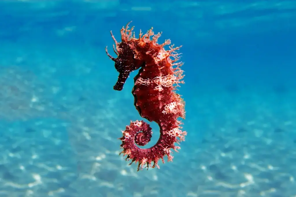 Gli animali che ballano per amore: le danze più sorprendenti della natura