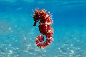 Gli animali che ballano per amore: le danze più sorprendenti della natura