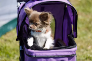 Animali trattati come bambini: come trovare il giusto equilibrio
