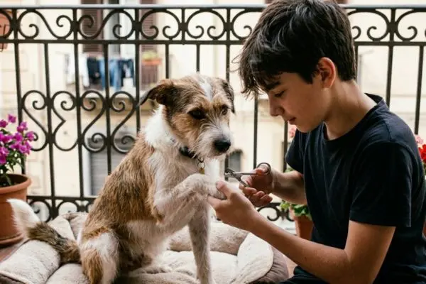 Tagliare le unghie a cane e gatto: quando è giusto farlo e perché