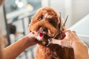 Esplode la “dog wellness”: a New York fino a 1.000 dollari per lavare un cane