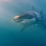 Avvistato uno squalo bianco nel Canale di Sicilia durante una missione sui fondali