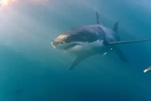 Avvistato uno squalo bianco nel Canale di Sicilia durante una missione sui fondali