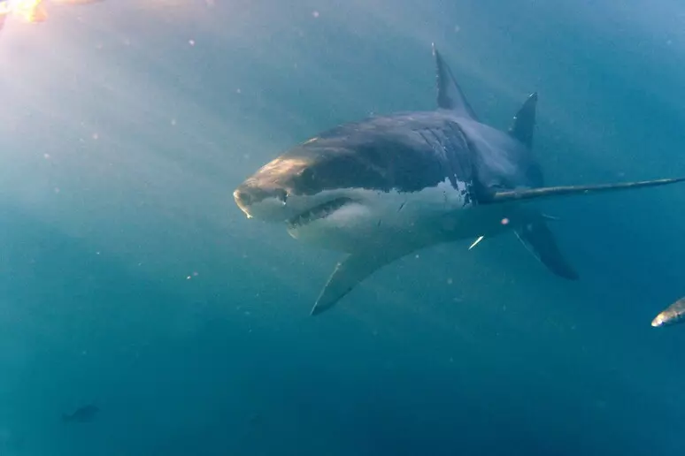 Avvistato uno squalo bianco nel Canale di Sicilia durante una missione sui fondali