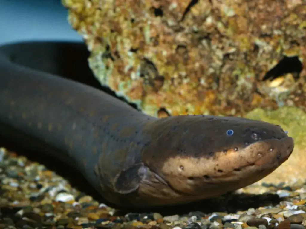 I superpoteri più incredibili del regno animale: pesci elettrici e polpi mimetici