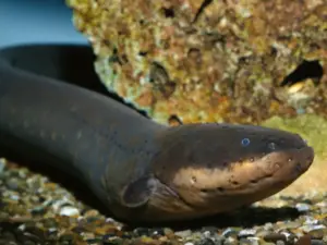 I superpoteri più incredibili del regno animale: pesci elettrici e polpi mimetici