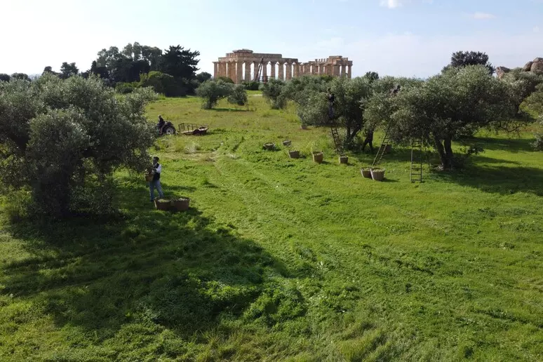 Selinunte Estate 2026, oltre 200 artisti e 56 eventi tra musica, teatro e cultura