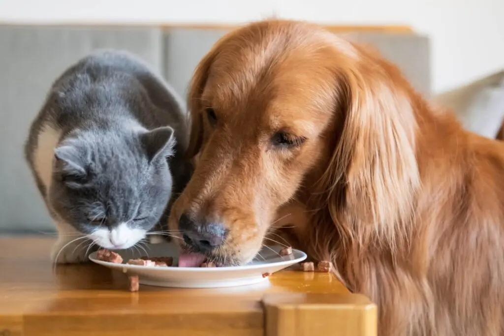 Cibi irresistibili per cani e gatti: anche i più “difficili” non sanno dire di no