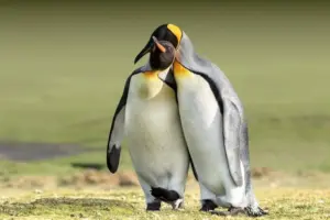 Perché i pinguini si “fidanzano” per la vita (o quasi)