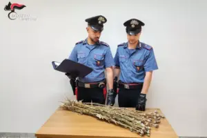 Scoperta piantagione di papavero da oppio a Niscemi: sequestrate circa 720 piante