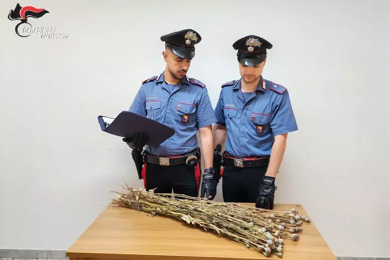 Scoperta piantagione di papavero da oppio a Niscemi: sequestrate circa 720 piante