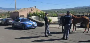 Contrasto alle corse clandestine di cavalli: operazione interforze nel catanese