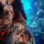 Il sindaco di Ustica Militello lancia la proposta: “Un concorso internazionale di fotografia subacquea nella zona A dell’Area Marina Protetta”
