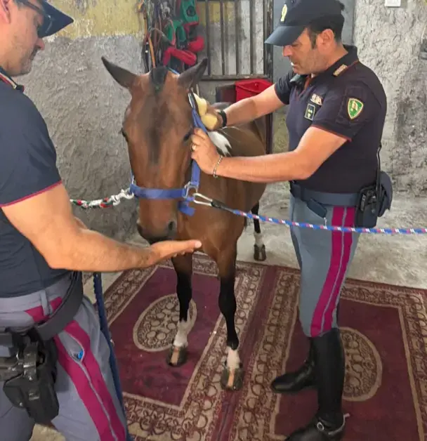 Scoperta stalla abusiva a San Cristoforo: sequestrati un pony e due cani maltrattati