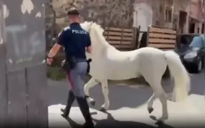 Maltrattamento animali a Catania: 7 denunciati e 23 cavalli sequestrati