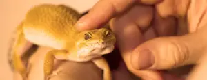 Rettili in casa: si possono tenere come animali domestici? Cosa dice la legge