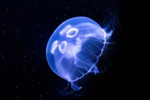 Perché alcuni animali si illuminano al buio: il fenomeno della bioluminescenza